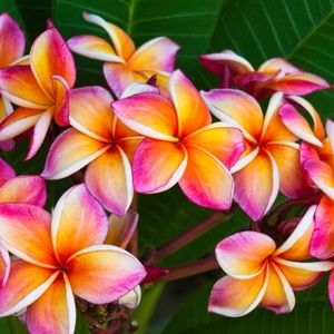 Meet your Posher, Marianne